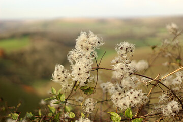 Fluffy seed heads of wild clematis plants captured in close-up with a blurred countryside background