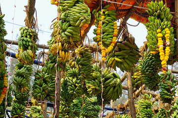 hindu banana festival in baga goa