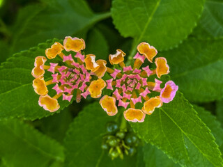 fleur de Lantana Camara ou lantanier dans une inflorescence multicolore