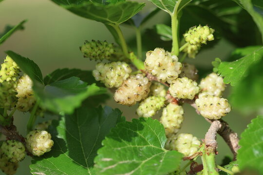 white mulberry fruits in spring