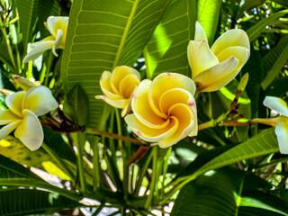 magnifique fleur de frangipane en développement
