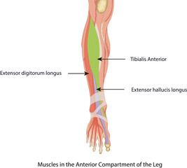 Illustration of the anterior lower leg muscles: Tibialis Anterior, Extensor Digitorum Longus, and Extensor Hallucis Longus, involved in dorsiflexion and toe extension.