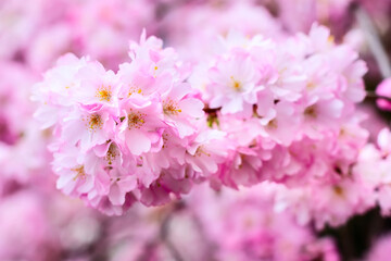 pink cherry blossom branch, sakura flowers