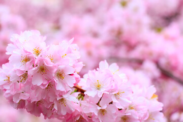 pink cherry blossom branch, sakura flowers