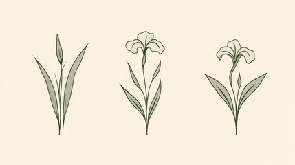 Naklejka premium Elegant Iris Flower Line Art Set; Botanical Illustration