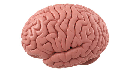Isolated Human Brain