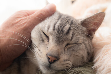 可愛い猫を撫でる飼い主　サバトラ猫