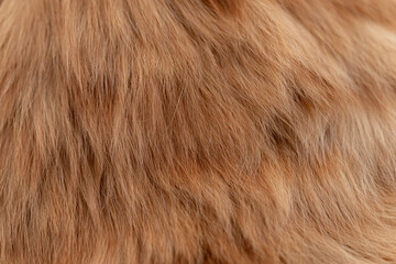 可愛い猫の毛並みをマクロレンズで撮影	