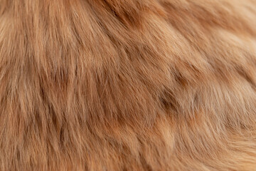 可愛い猫の毛並みをマクロレンズで撮影	