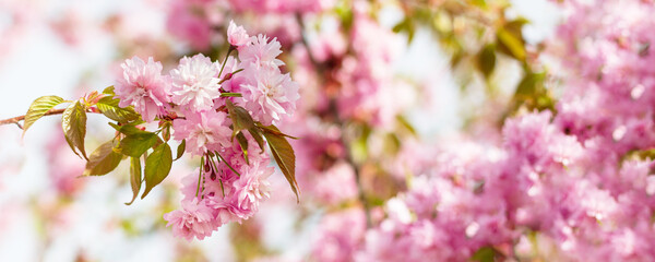 banner, pink cherry blossom, sakura flowers