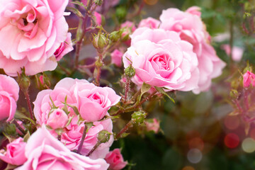 Pink blooming roses with buds