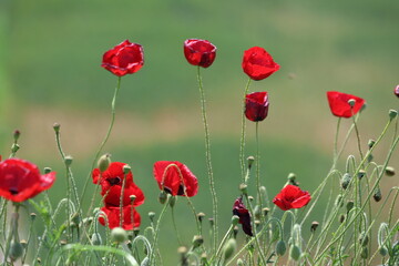 poppy field in spring time