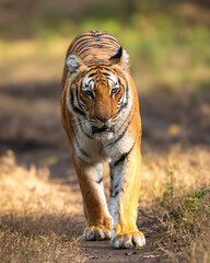 wild female bengal tiger or panthera tigris walking head on safari trail during morning territory patrol with eye contact at dhikala zone of jim corbett national park forest reserve uttarakhand india