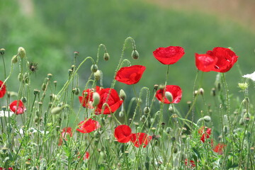 poppy field in spring time