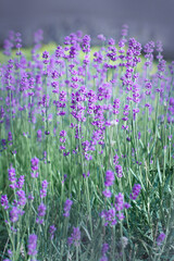 Fototapeta premium Lavender flowers close up in a field