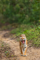 wild bengal female tiger or panthera tigris with angry face expression territory patrol mock charging on tourist vehicles showing aggression while safari dhikala jim corbett national park forest india