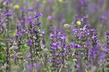 Flowers of Salvia viridis, also known as Painted Sage, in spring