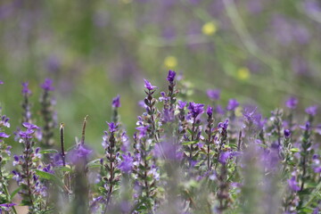 Flowers of Salvia viridis, also known as Painted Sage, in spring