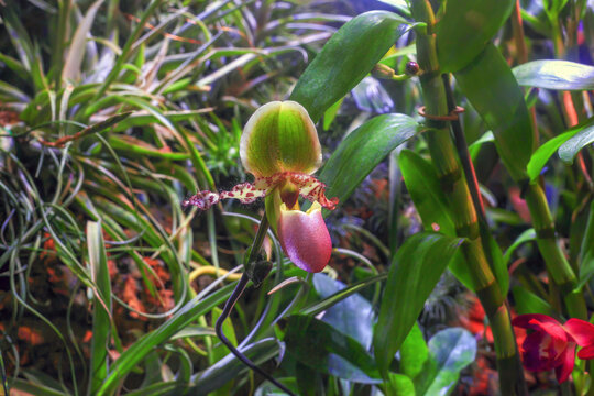 Paphiopedilum liemianum pink orchid growing in botanical garden