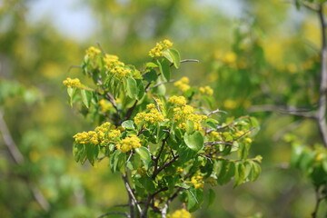 blooms of Paliurus spina-christi, also known as Jerusalem thorn