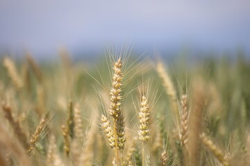 yellowing wheat ears in the field