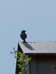 A starling in breeding plumage sits on a birdhouse in a nature reserve. It’s an idyllic moment in the undisturbed habitat of the birds.