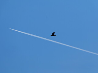 A raven flies beneath an airplane's vapor trail. A fascinating celestial scene.