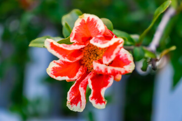 Beautiful spring pomegranate flower (Punica granatum). Pomegranate tree in bloom, red colored flowers. Pomegranate tree on its branches, leaves and flowers. Close-up.
