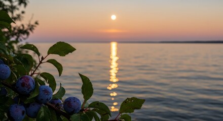 Plums on a branch at sunset over a lake with sun glare on water