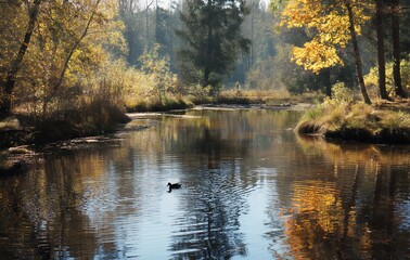 Fototapeta premium Autumnal Forest Stream Golden Sunlight Illuminates Tranquil Water Reflections