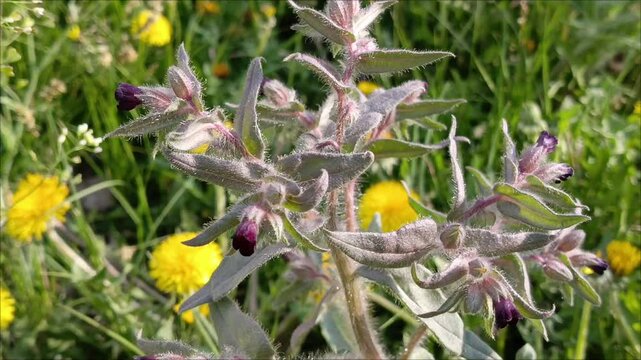 Nonea pulla grows in a field close-up. Unopened flower buds, but not against the background of greenery. A perennial taproot weed in its natural environment.