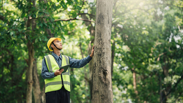 Male Environmental Engineer Check resource forestry for Nature conservation and ecosystem management. Male engineer wearing a helmet in midst forest