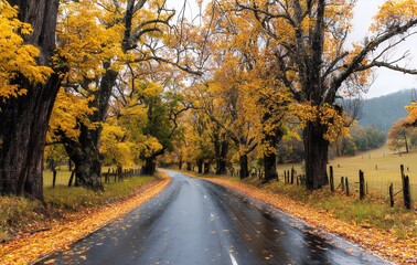 Naklejka premium Rainy Autumn Day on a Country Road with Golden Leaves