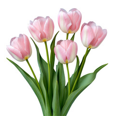 Fototapeta premium Pink Tulips Bouquet Dark Background Spring Flowers