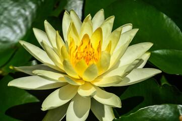 beautiful Yellow water lily flower in the pond
