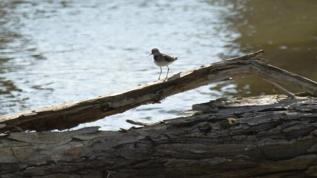  Killdeer (Charadrius vociferus) walking on a fallen tree over the Des Plaines river
