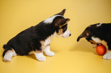 A fluffy Pembroke Welsh Corgi puppy sits attentively on a vibrant yellow backdrop, full of playful...