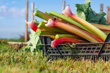 Rhubarb harvesting in a garden to make pies and compote, rheum rhabarbarum