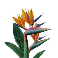 Close up of a bird of paradise flower against a white backdrop isoleted on white background