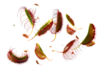 Fly Traps: The Ultimate Solution for a Bug-Free Environment Isolated On White Background.