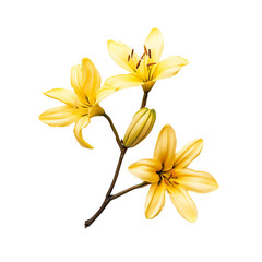 Obraz premium Yellow lily flowers with buds create vibrant and cheerful display