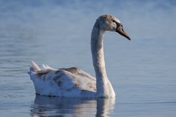 Close-up of a young mute swan swimming in the calm water toward the camera lens on a sunny spring evening. 