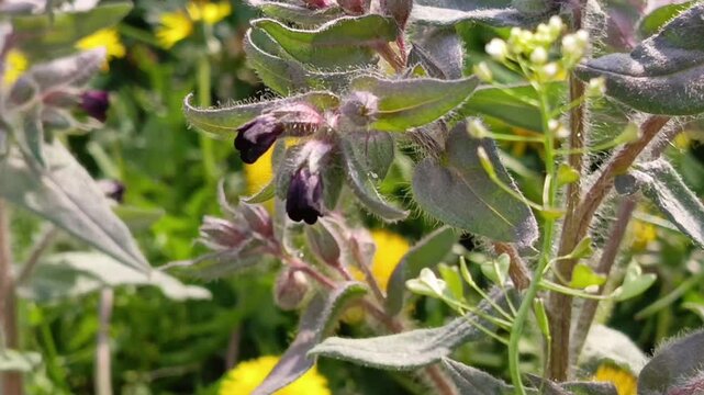 Nonea pulla grows in a field close-up. Unopened flower buds, but not against the background of greenery. A perennial taproot weed in its natural environment.
