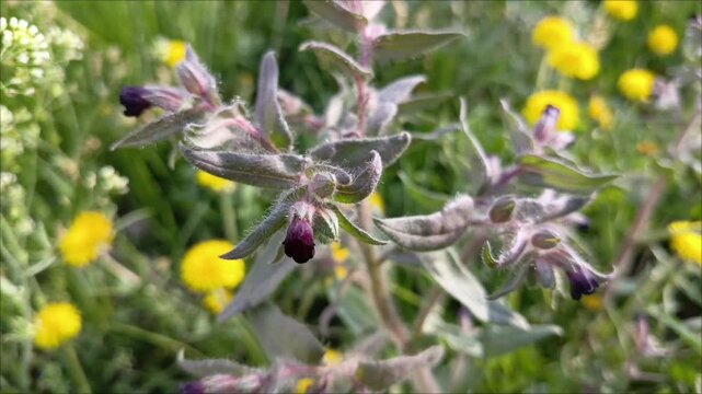 Nonea pulla grows in a field close-up. Unopened flower buds, but not against the background of greenery. A perennial taproot weed in its natural environment.
