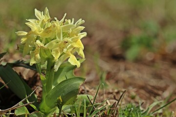 Holunder-Knabenkraut (Dactylorhiza sambucina)