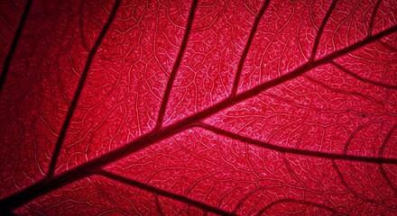 Obraz premium Vibrant red lace leaf texture captured in extreme macro detail