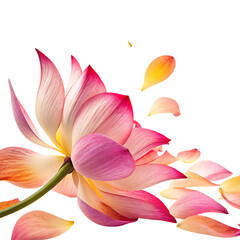 Fototapeta premium Pink lotus flower with falling petals