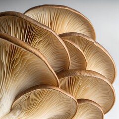 Closeup of mushroom