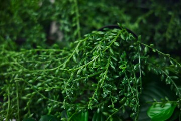 Leaves of a green plant, several pieces, close-up. Sale of indoor ornamental plants