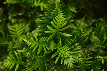 Leaves of a green plant, several pieces, close-up. Sale of indoor ornamental plants